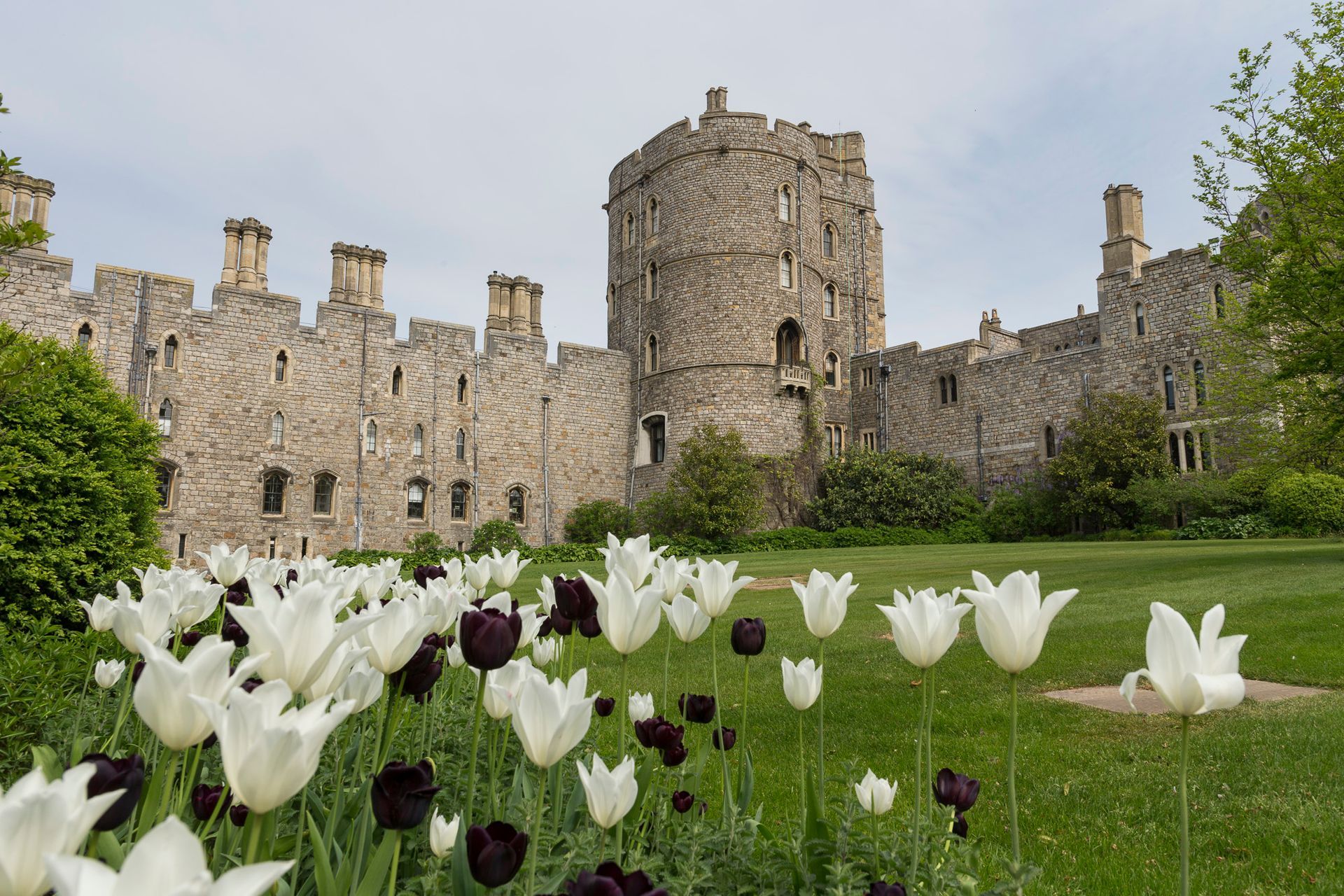 Windsor Castle with white and dark purple tulips in foreground.