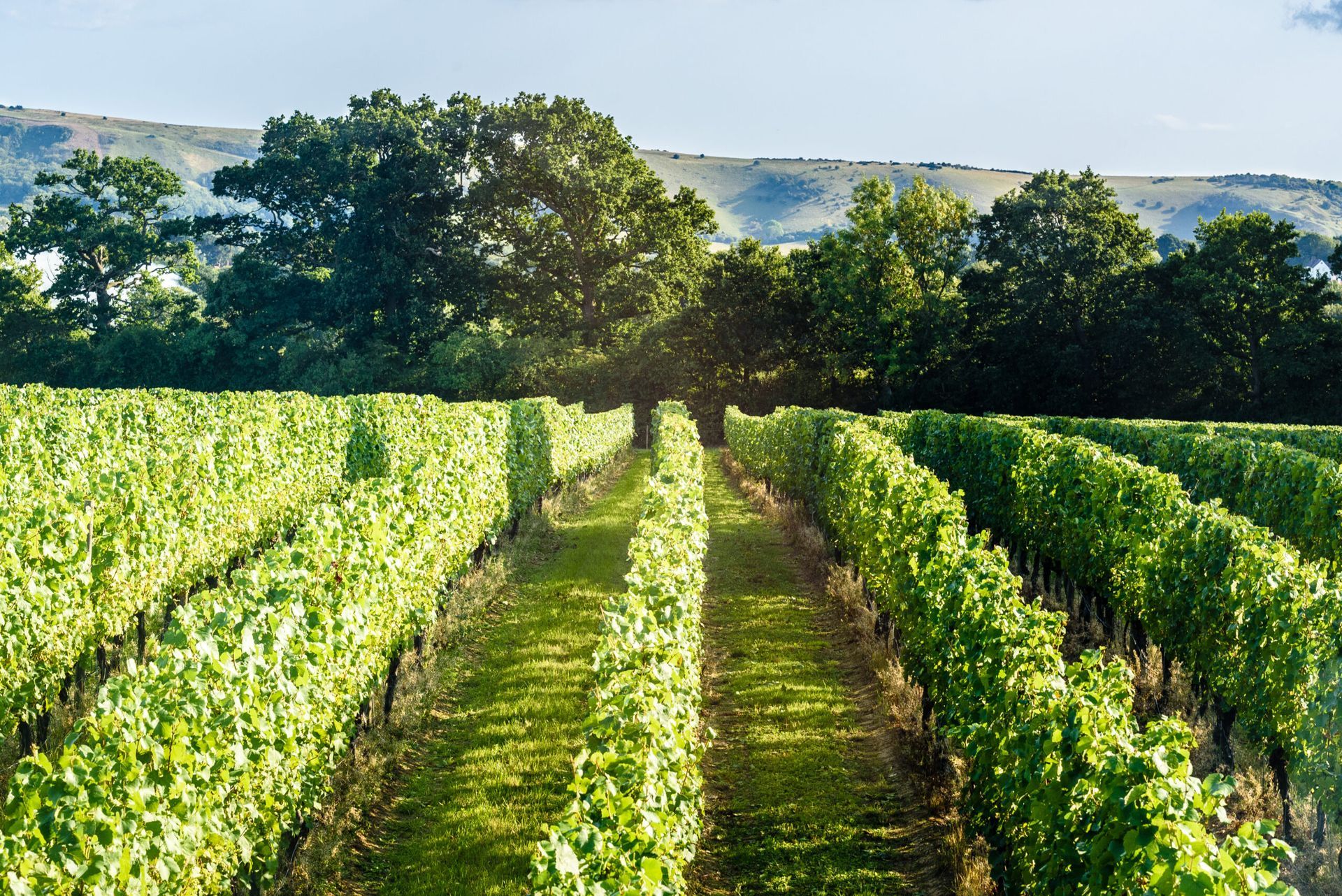 Vineyard with rows of green grapevines under a bright sky with trees and hills in the background.