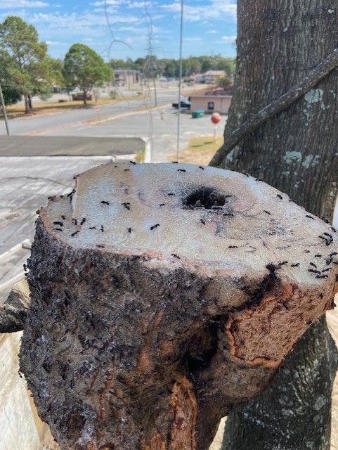 Many Black Ants Crawling On Stump