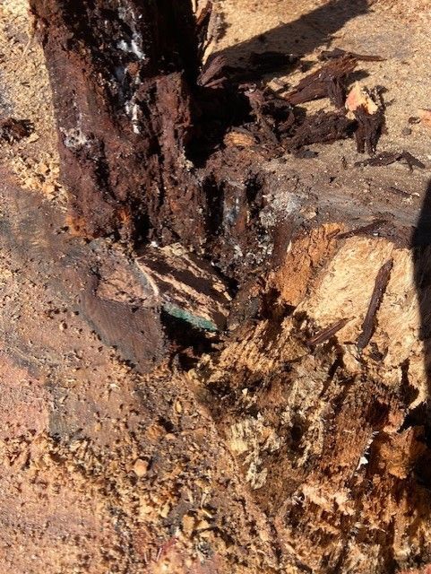 Decaying Tree Stump With Rotting Wood