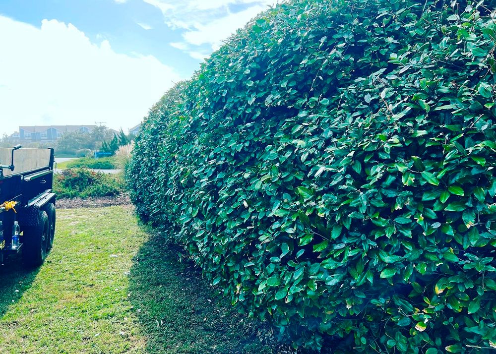 Green hedge trimmed neatly along a lawn; a small utility vehicle is on the left.