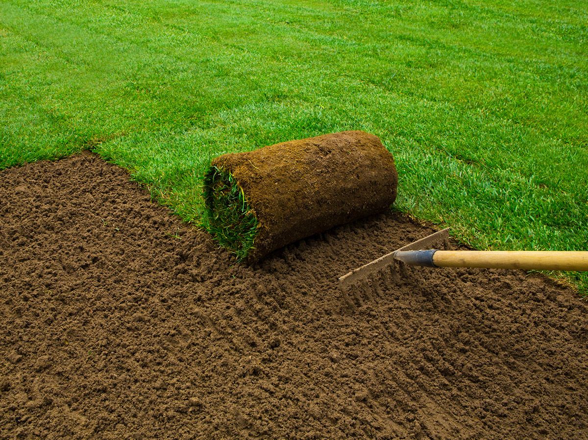 A roll of sod being laid on a prepared bed of soil with a rake; green grass in the background.