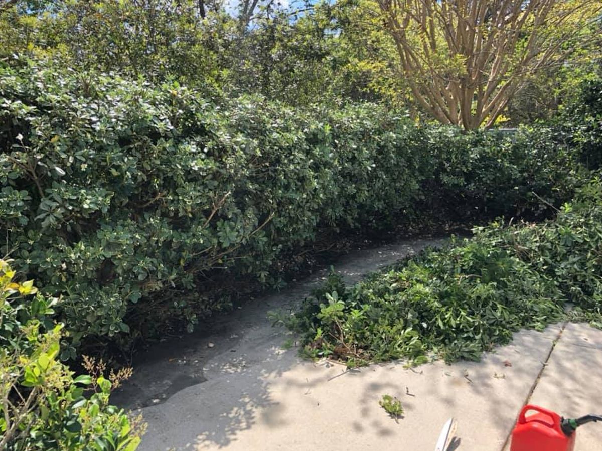 A hedge being trimmed; green foliage, gray walkway, cut leaves on ground, sunny day.