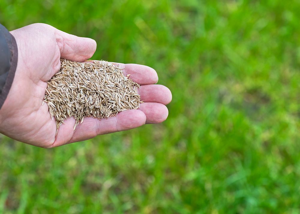 Person's hand holding grass seeds over a green lawn, preparing for planting.
