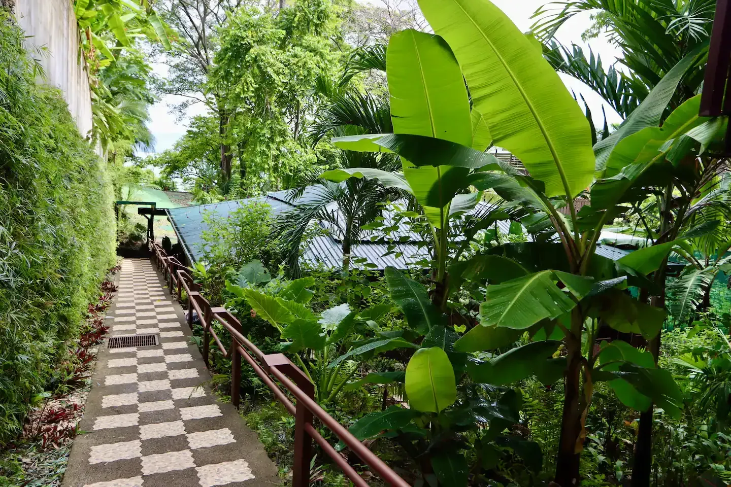 A checkered path going through a lush green forest.