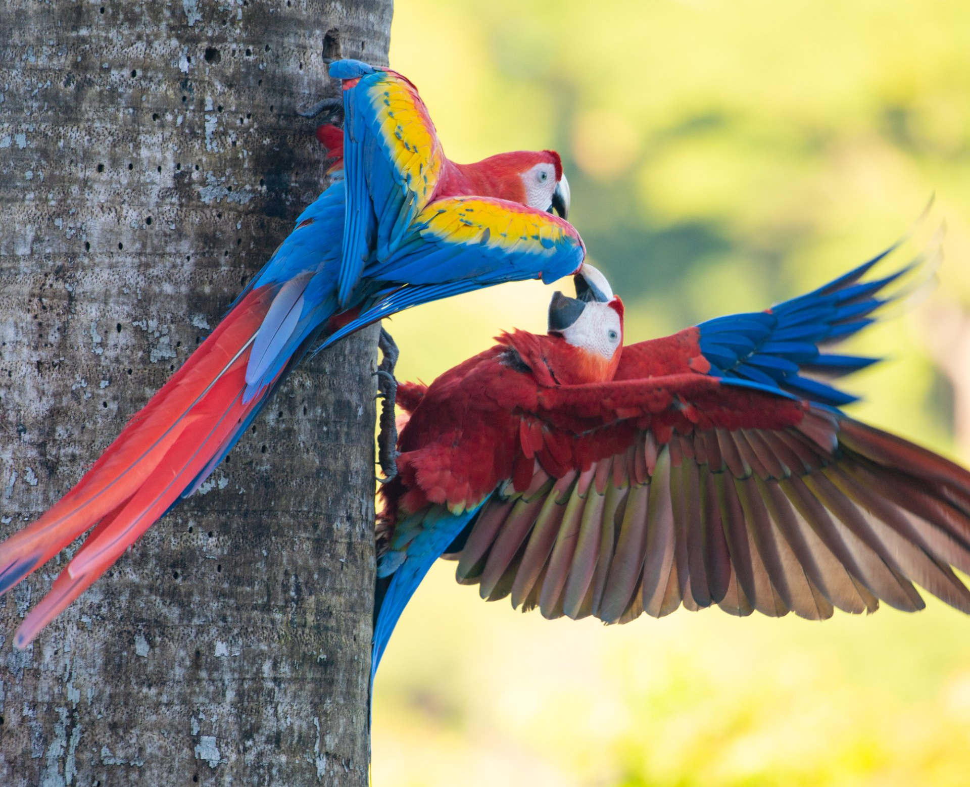 Two colorful parrots are sitting on a tree trunk
