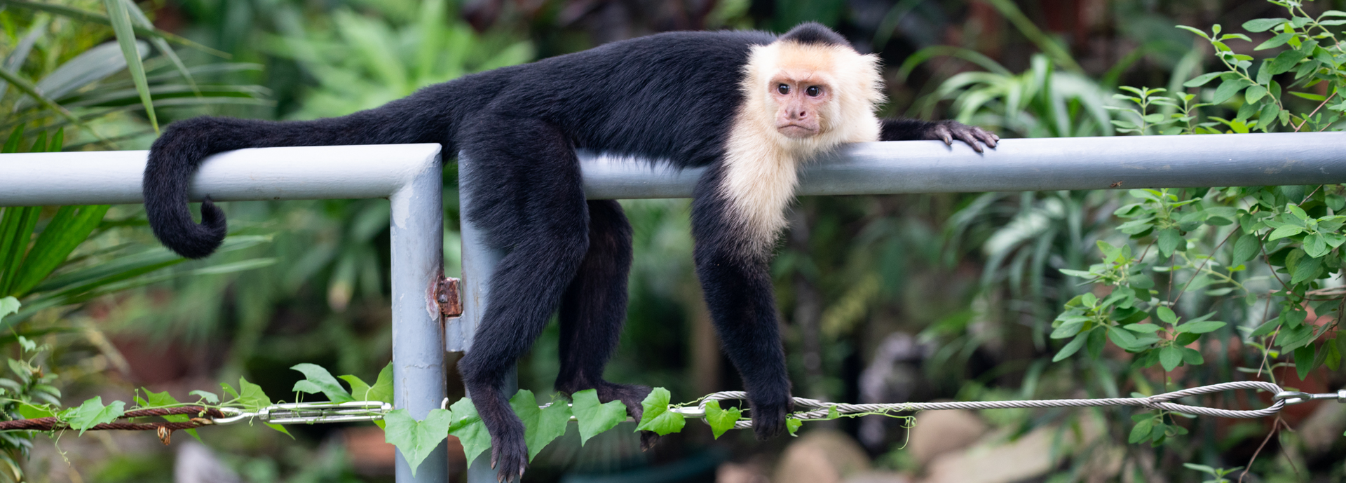 A black and white monkey is sitting on a railing.