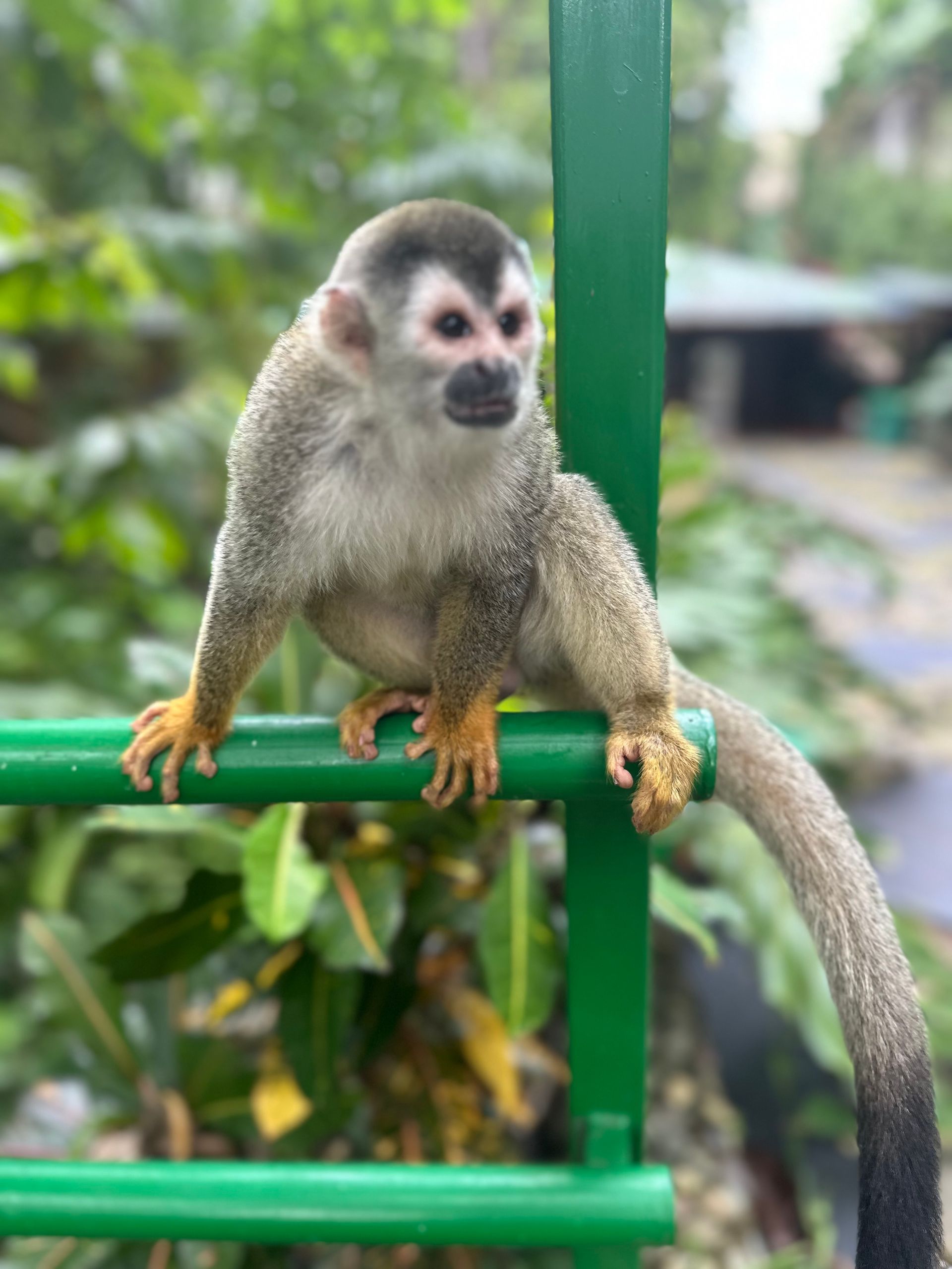 A small monkey is sitting on a green railing.