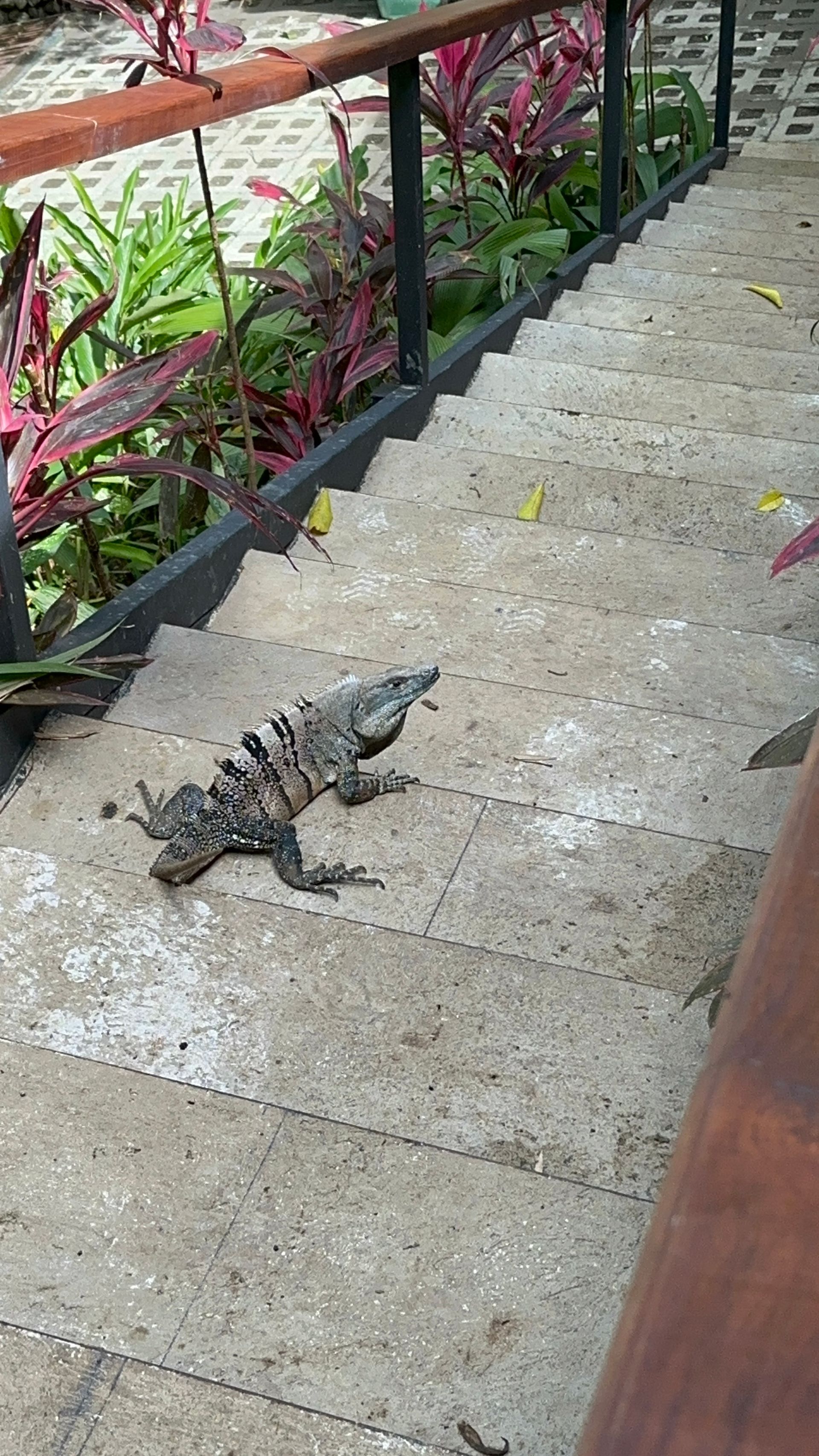 A lizard is laying on the steps of a set of stairs.