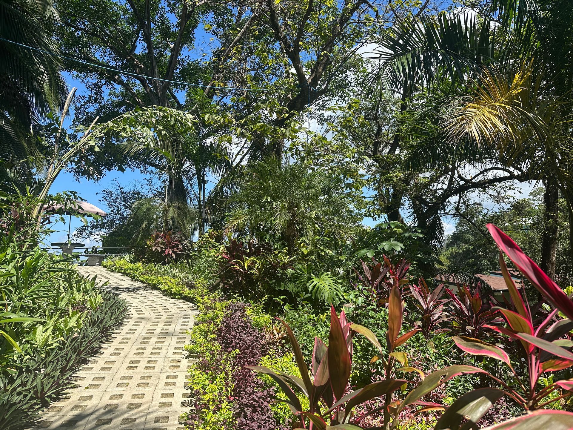A path surrounded by trees and plants in a park.