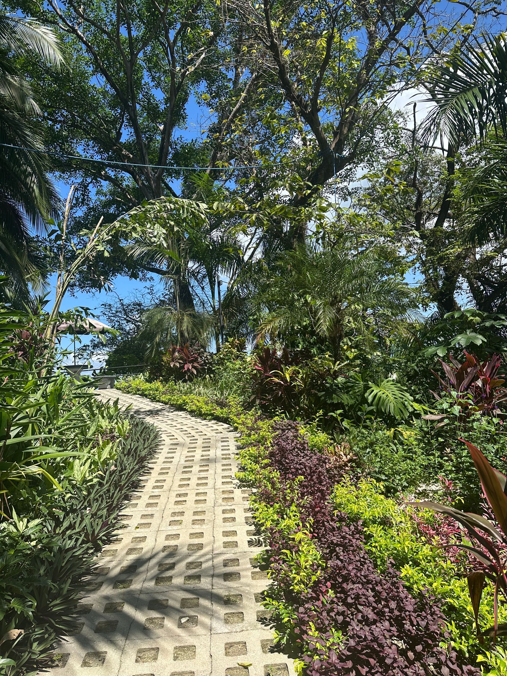 A path surrounded by trees and plants in a garden.