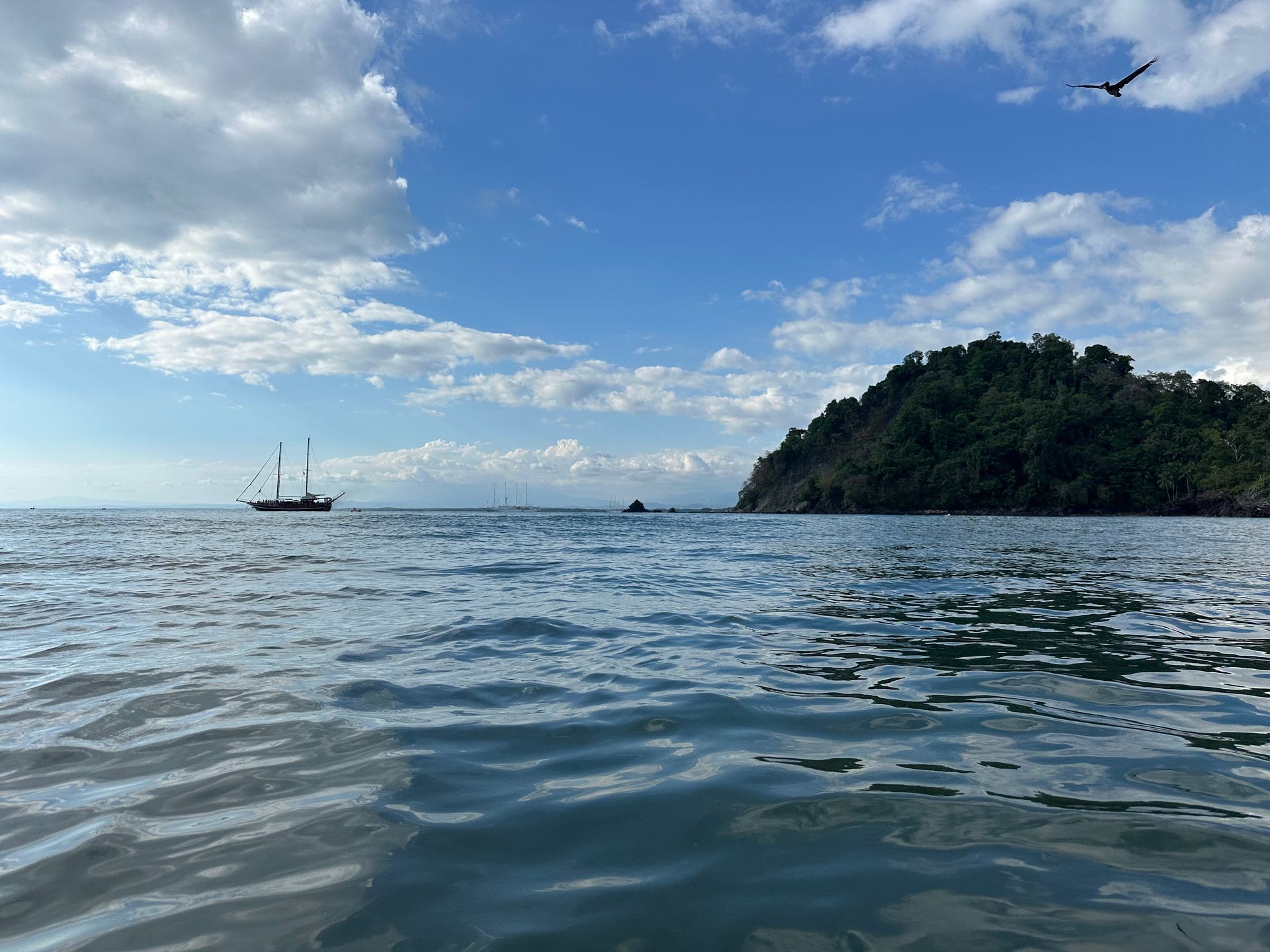 A bird is flying over a body of water with a small island in the background.
