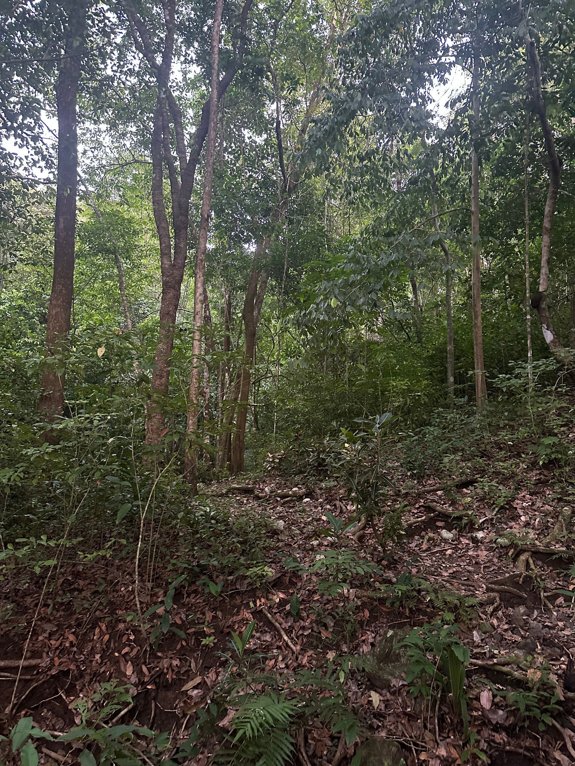 A forest filled with lots of trees and leaves