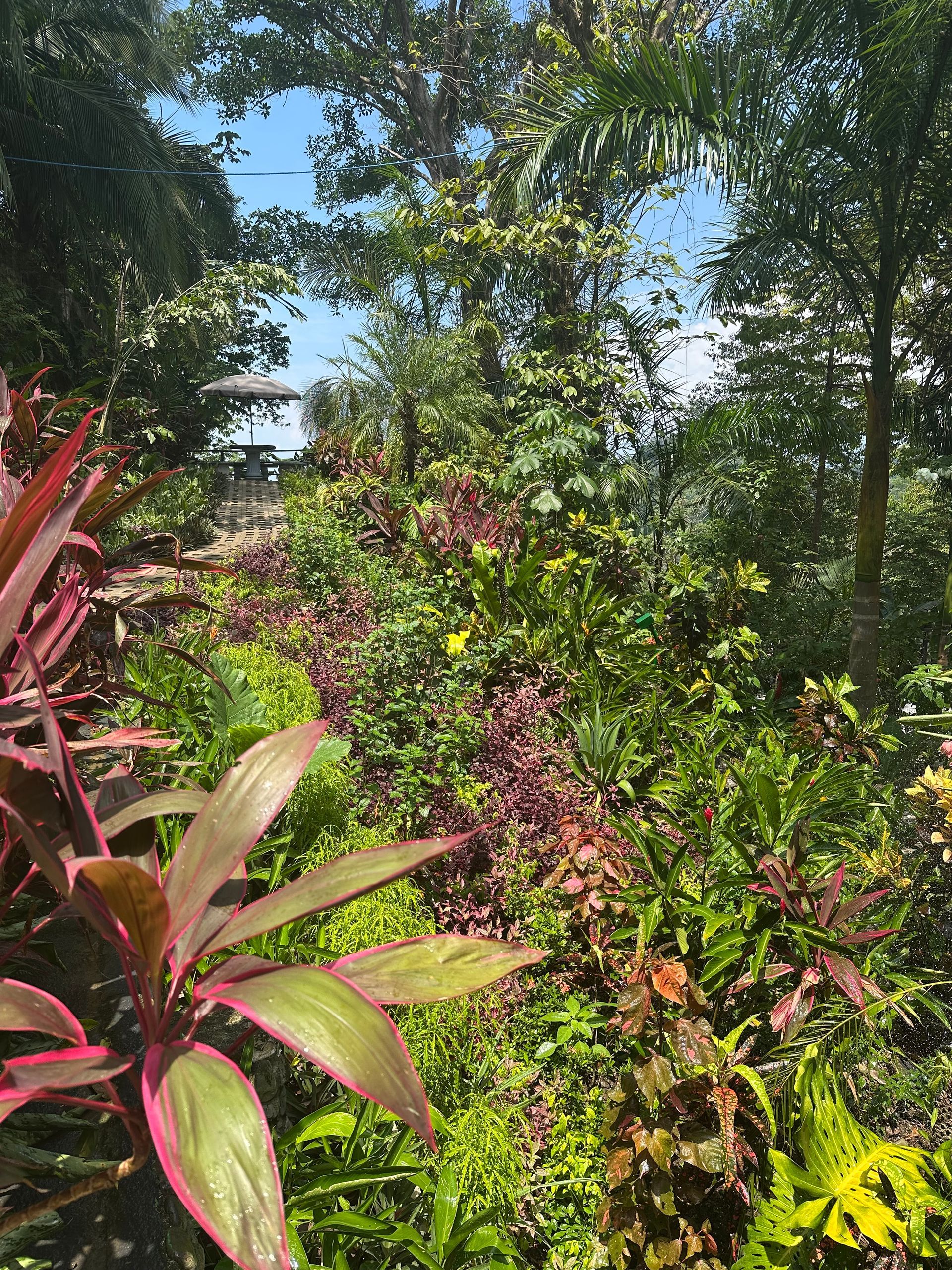 A garden filled with lots of plants and trees on a sunny day.