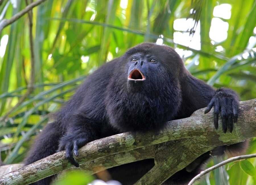 A black monkey is sitting on a tree branch with its mouth open.
