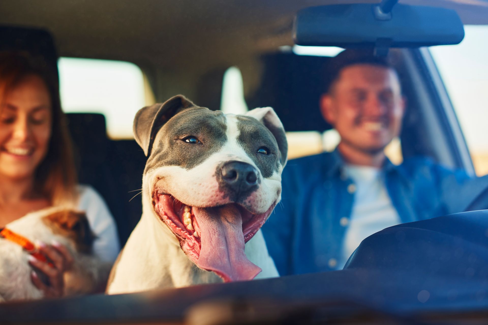 Dog with tongue out in the backseat of a car, with two people smiling in the front seats