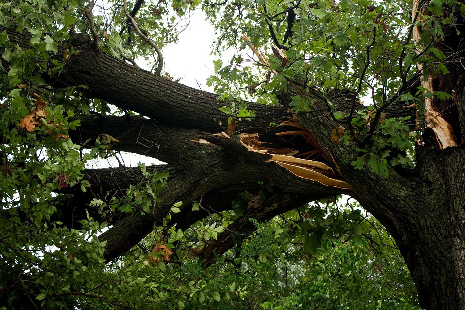 Large storm-damaged tree branch fallen after a severe thunderstorm