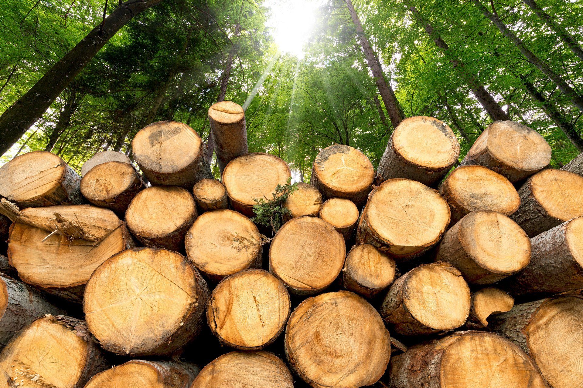 Tree Logs - Rutherford College, NC - Jensen Landscaping & Tree Tree Logs - Rutherford College, NC - Jensen Landscaping & Tree