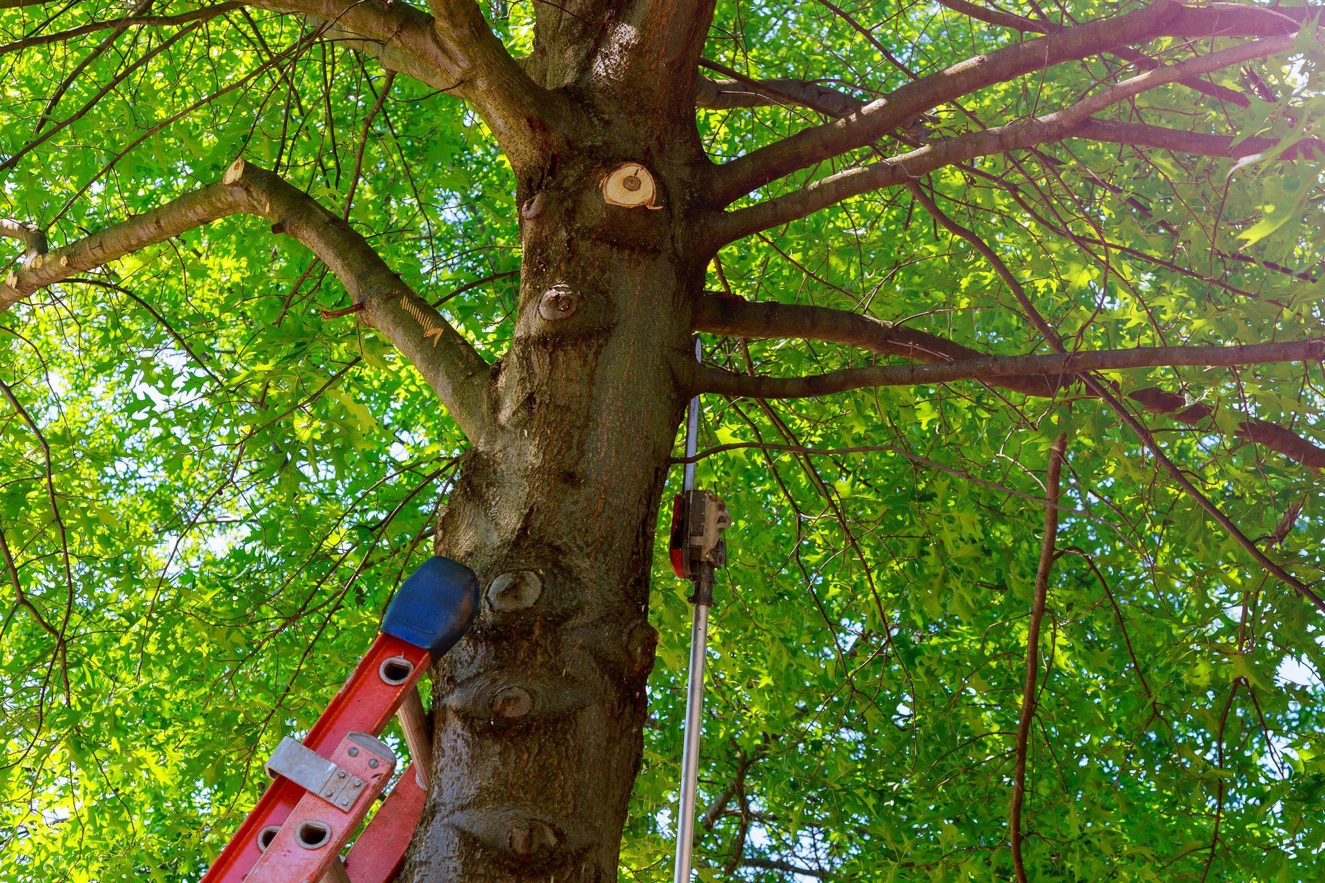 Ladder Beside Tree - Rutherford College, NC - Jensen Landscaping & Tree Ladder Beside Tree - Rutherford College, NC - Jensen Landscaping & Tree