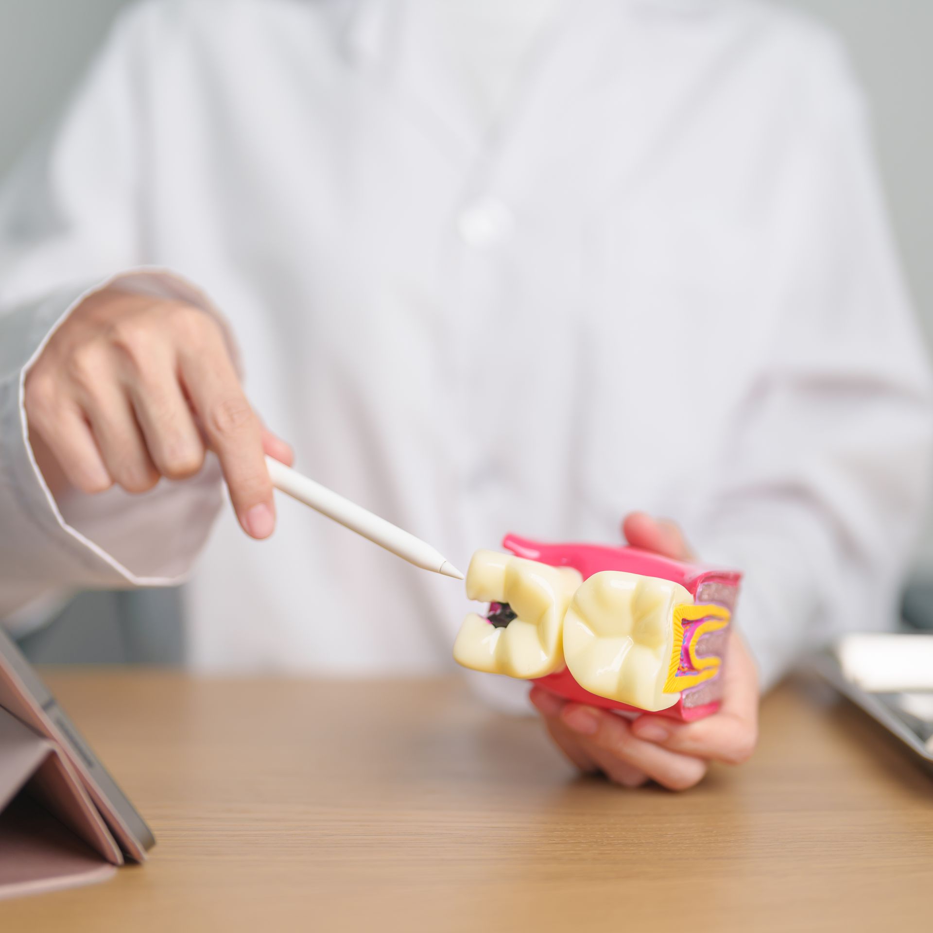 Dentist teaching a tooth model with a pointer at a desk