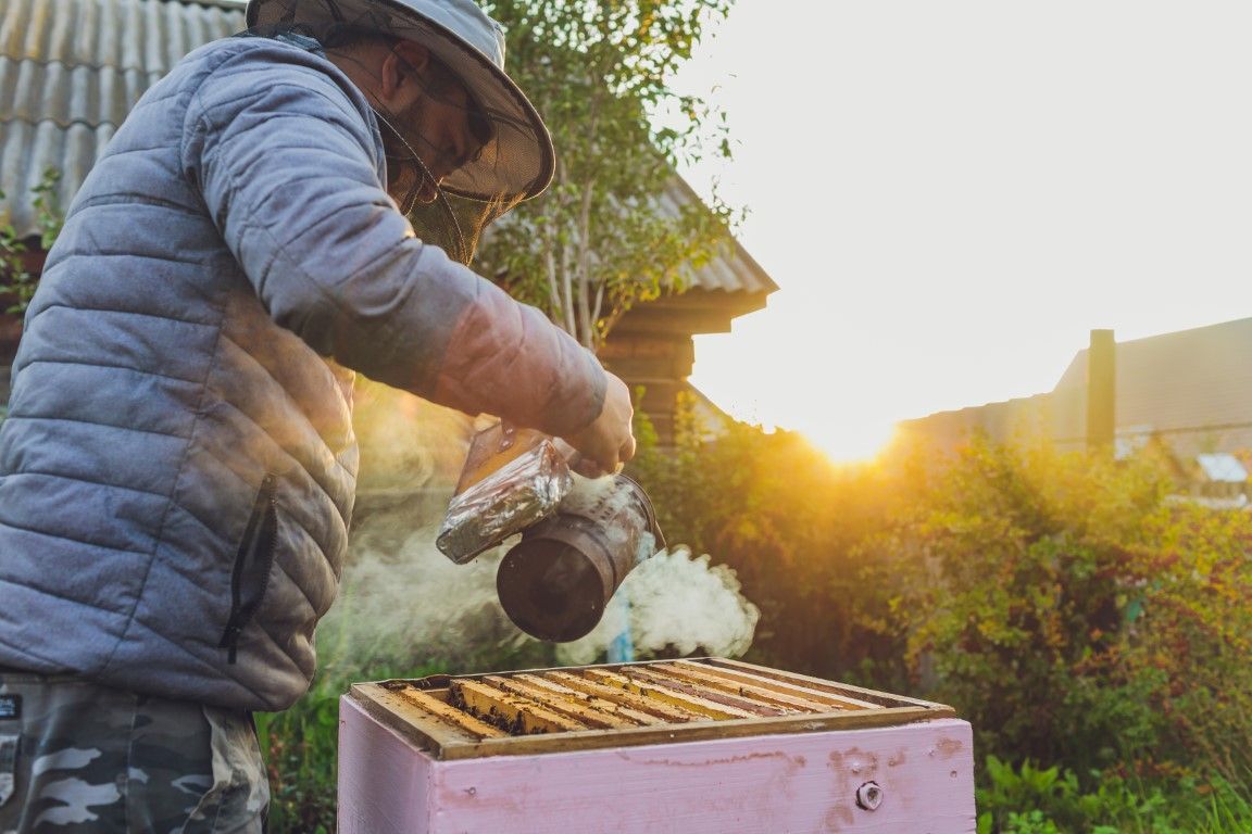 Person in a sunhat tending a beehive outdoors at sunset, pouring smoke over the hive.