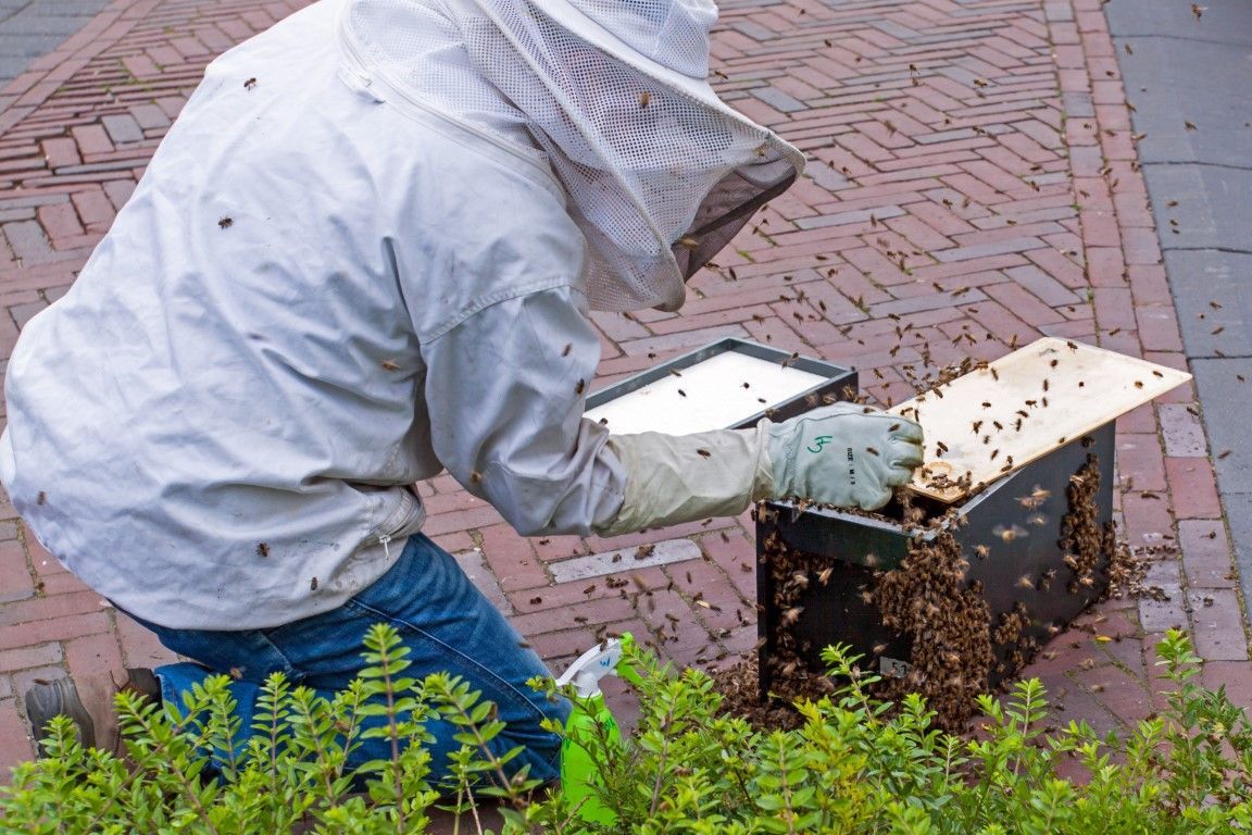 Person in a hooded jacket using a hive smoker beside a beehive on a brick path