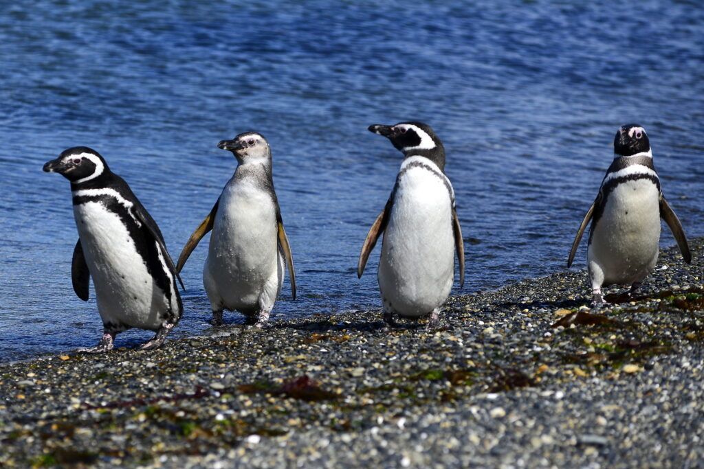 Cuatro pingüinos de pie en una orilla rocosa junto al agua azul.