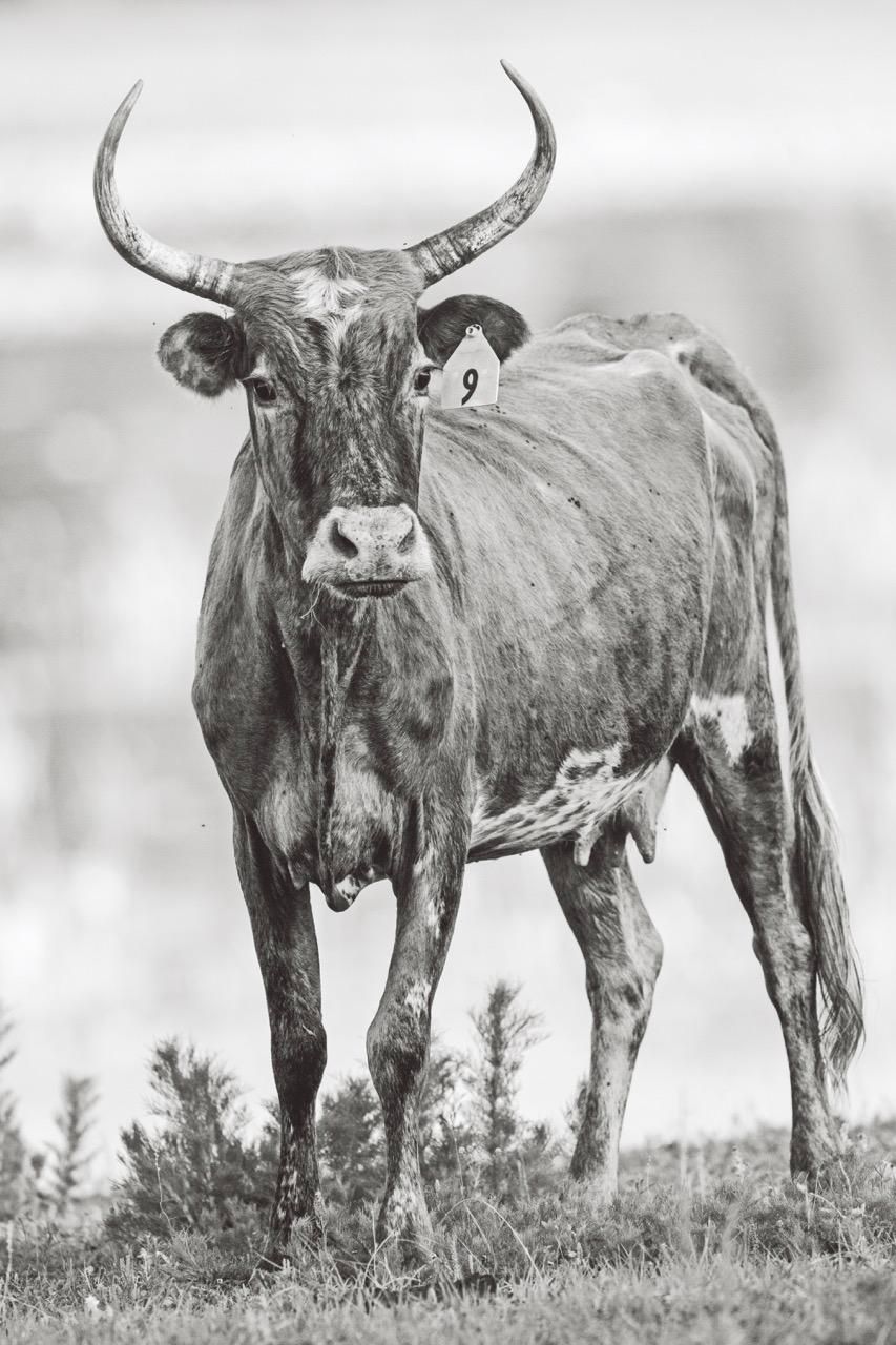 Black-and-white photo of a horned bull standing in a grassy field