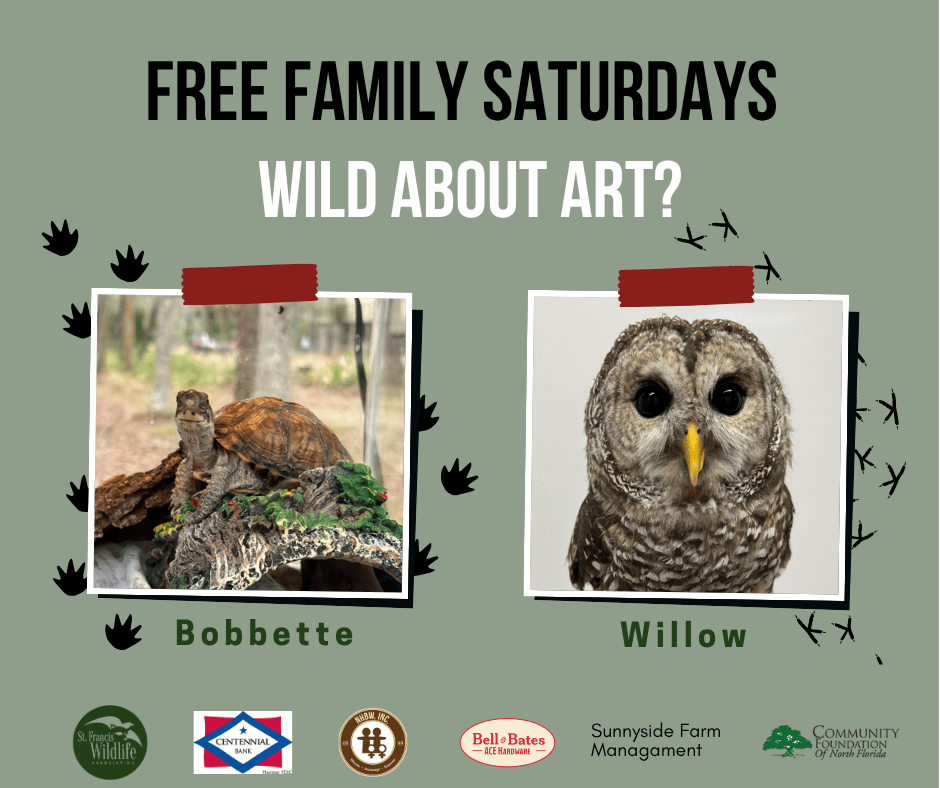 Free Family Saturdays poster: “Wild About Art?” featuring Bobbette the tortoise and Willow the owl.