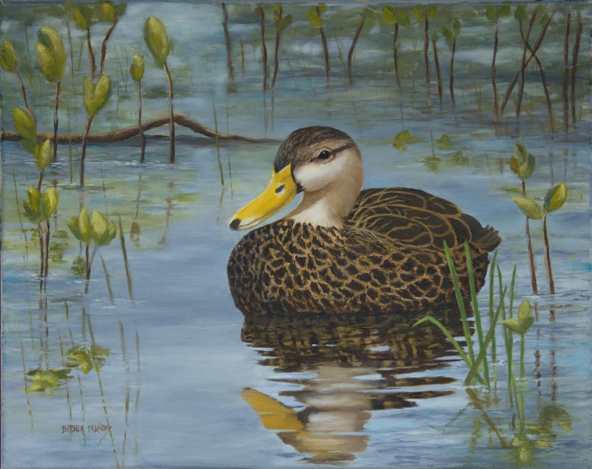 Mallard duck floating on calm blue water with reeds in the background, its reflection visible below.