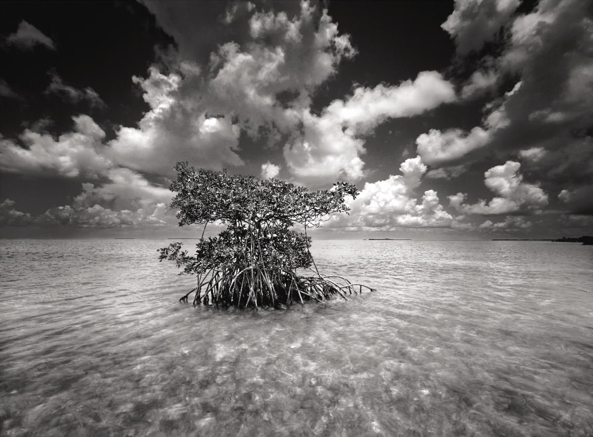 Black-and-white seascape with a lone mangrove in shallow water under dramatic clouds