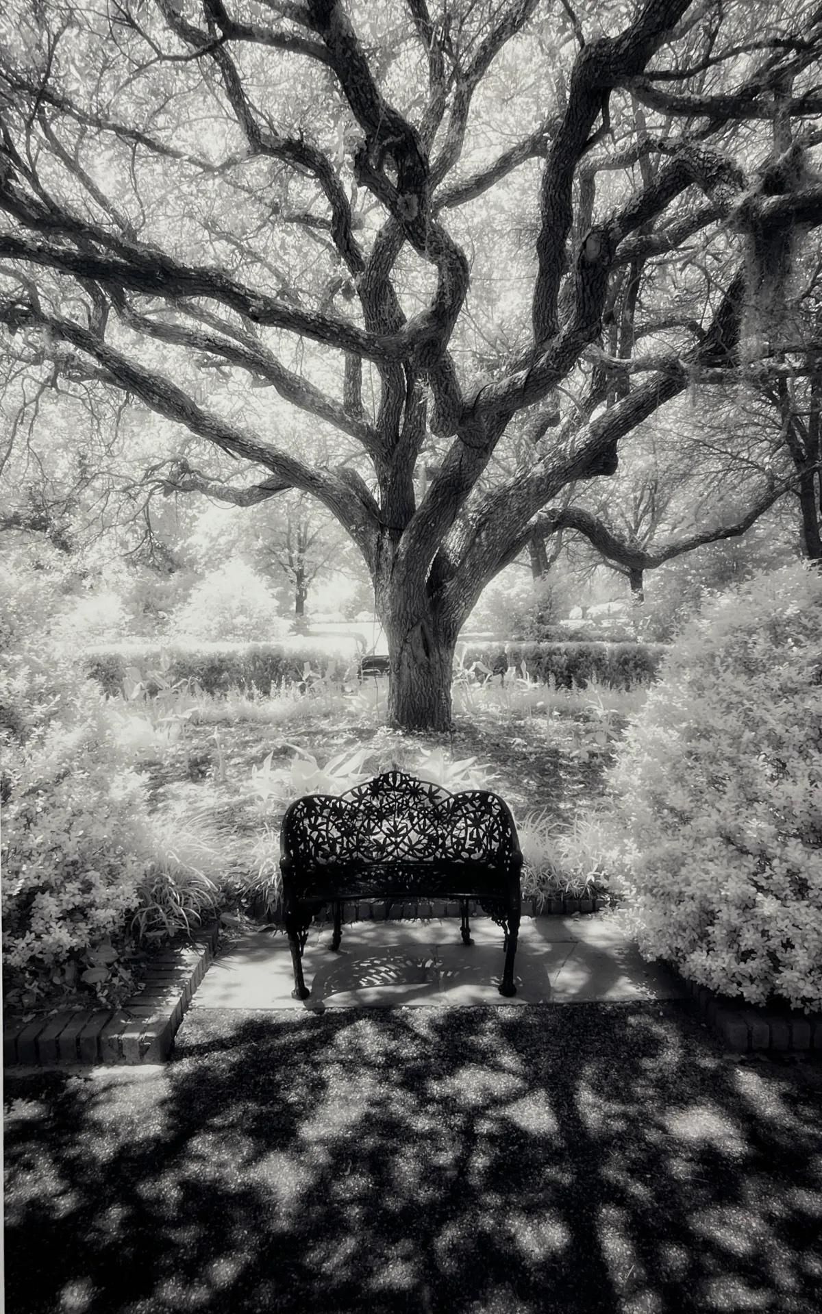 Black-and-white park scene with a bench beneath a large leafless tree casting long shadows.
