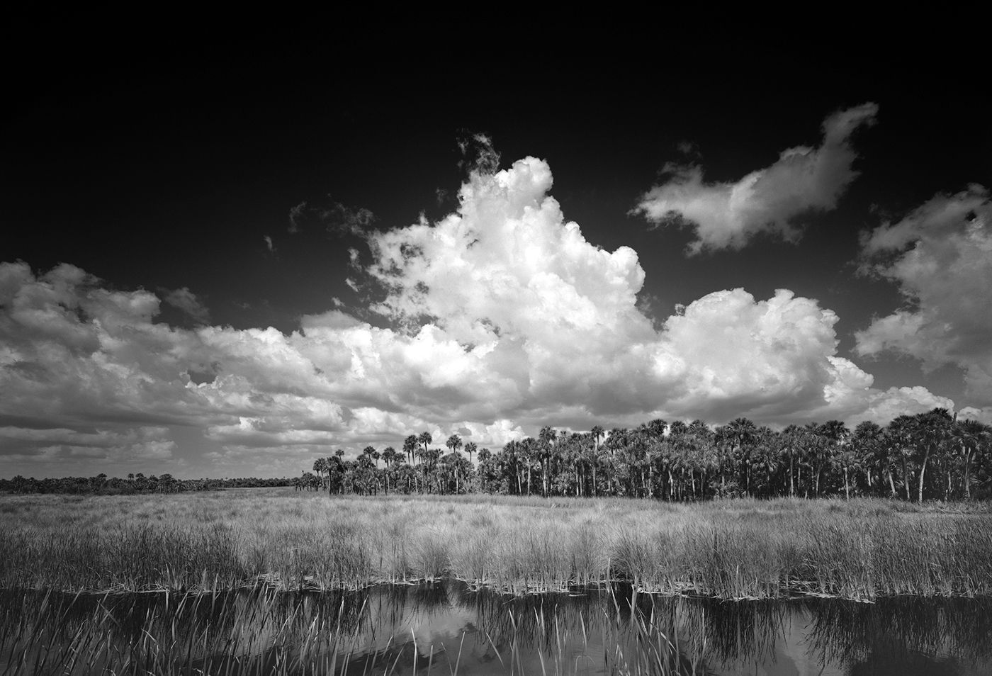 Black-and-white landscape of tall grass, trees, and dramatic clouds over open fields