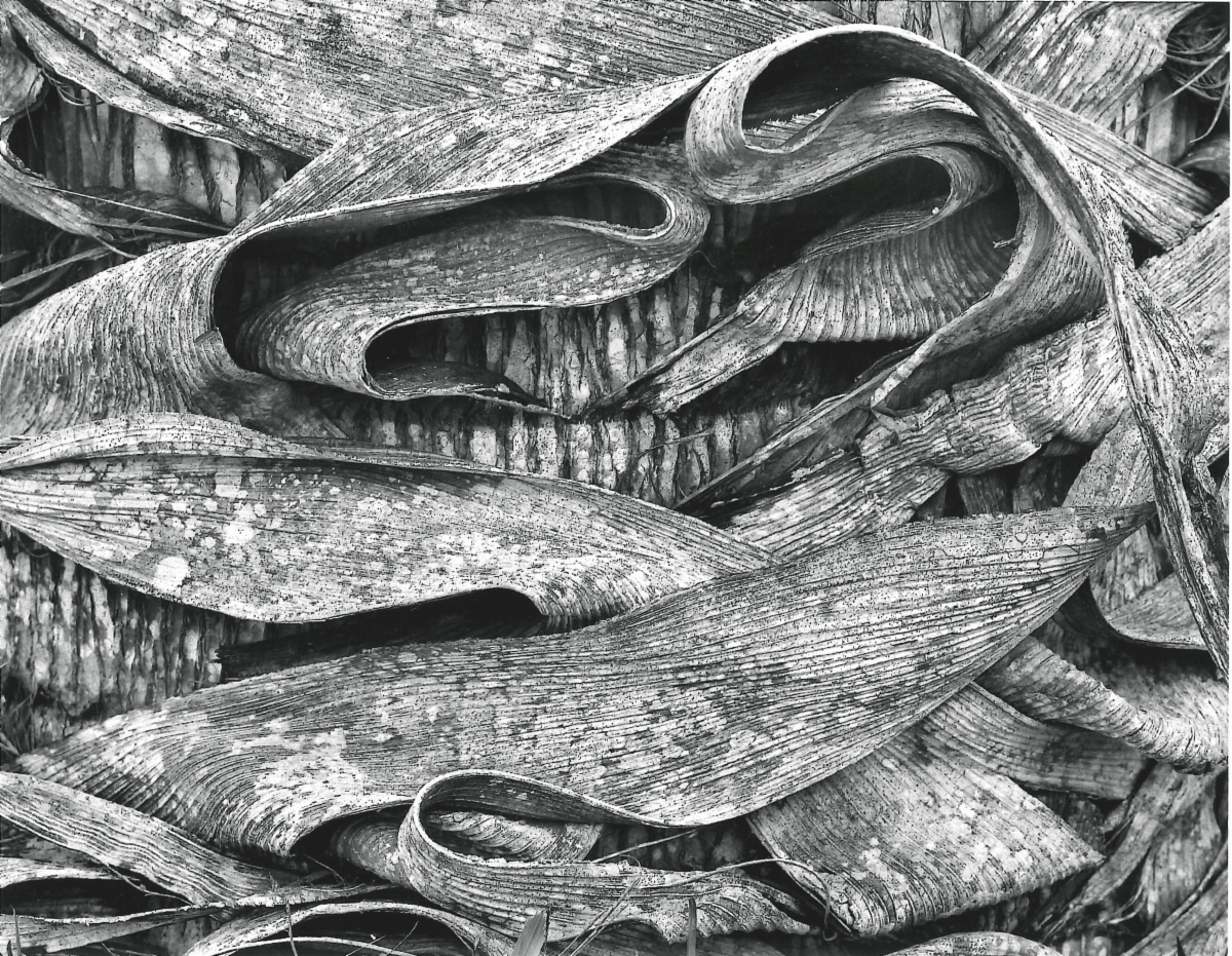 Black-and-white close-up of layered woven fabric or bark-like textured material