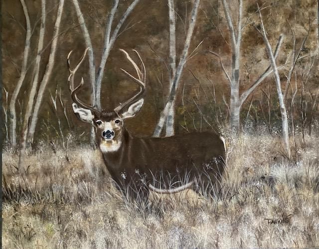 Buck deer standing in tall grass among pale birch trees in a woodland clearing