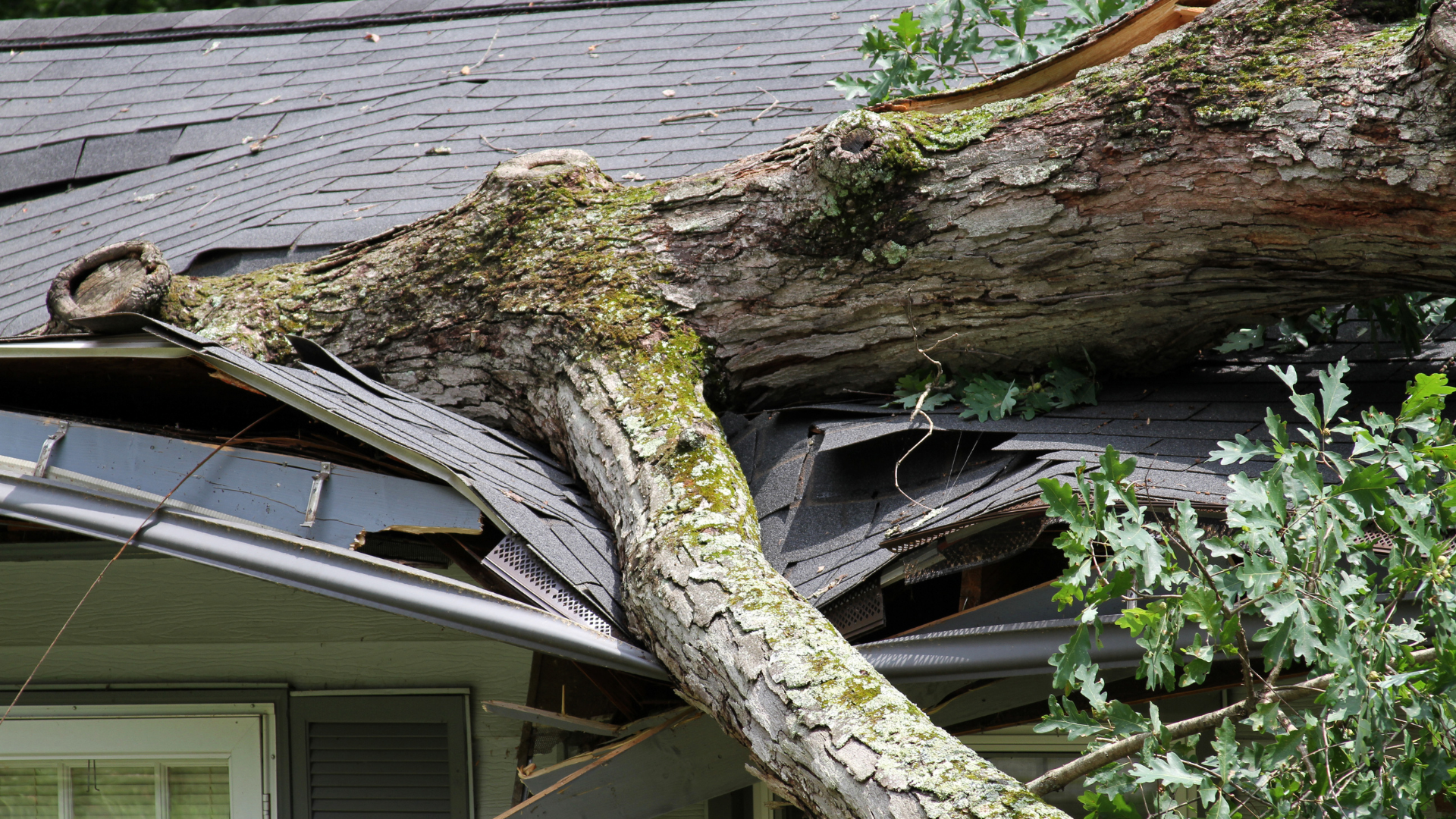 Large tree fallen across a house roof, crushing the shingles and eaves.