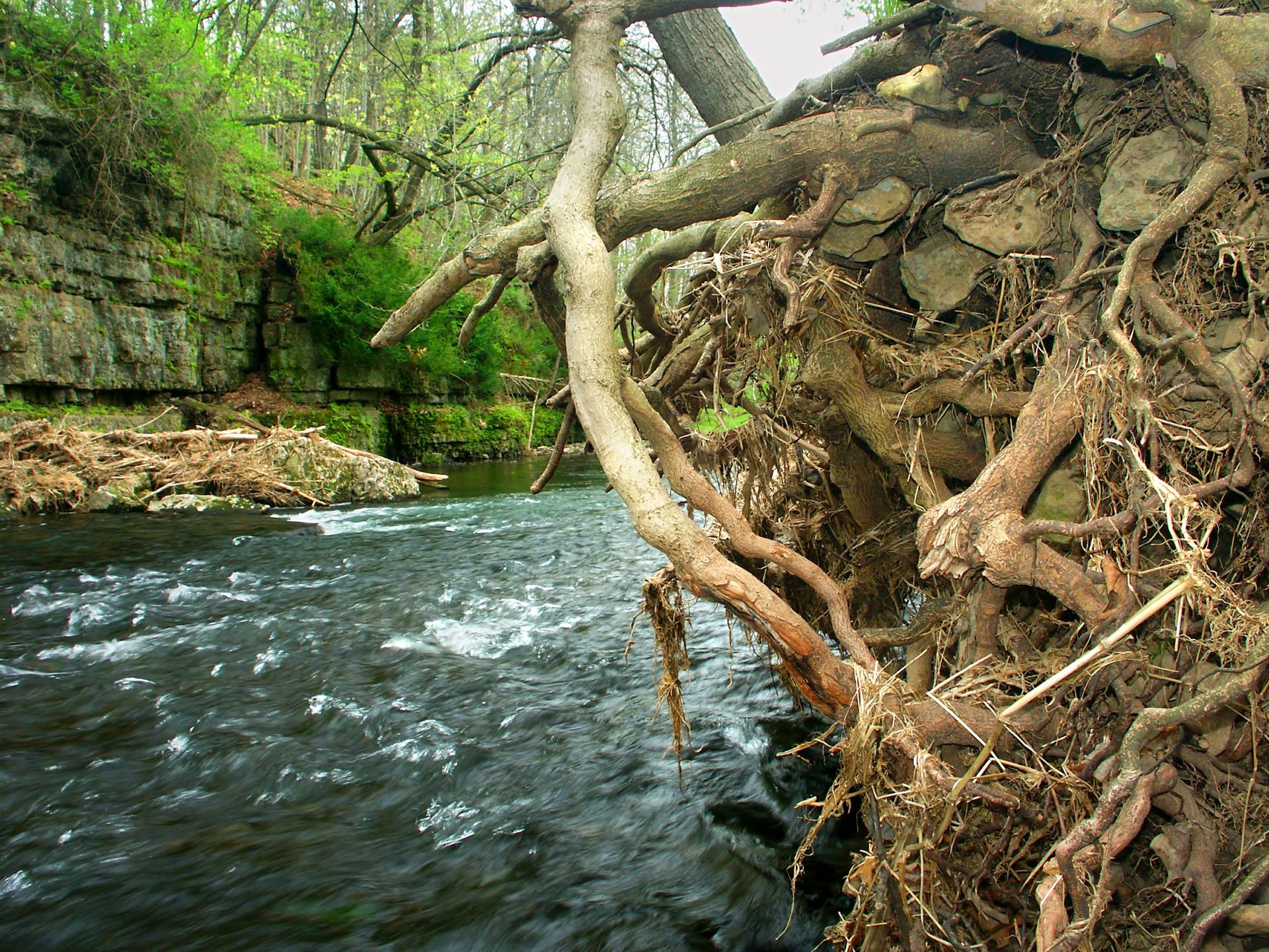 River flowing past tangled tree roots and rocky canyon walls, with green foliage overhead
