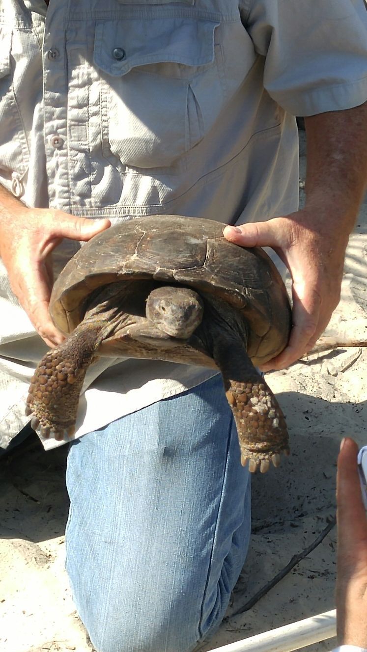 People Planting Plants - New Smyrna Beach, FL - Palmer Biological Services, LLC