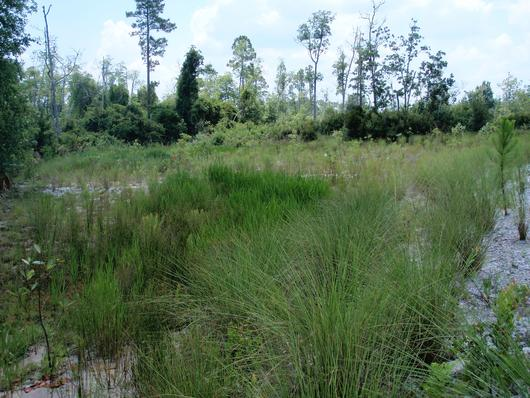 Area Full Of Grass - New Smyrna Beach, FL - Palmer Biological Services, LLC
