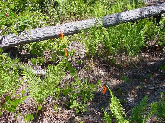 Log - New Smyrna Beach, FL - Palmer Biological Services, LLC