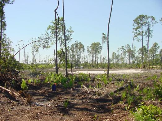 Trees - New Smyrna Beach, FL - Palmer Biological Services, LLC