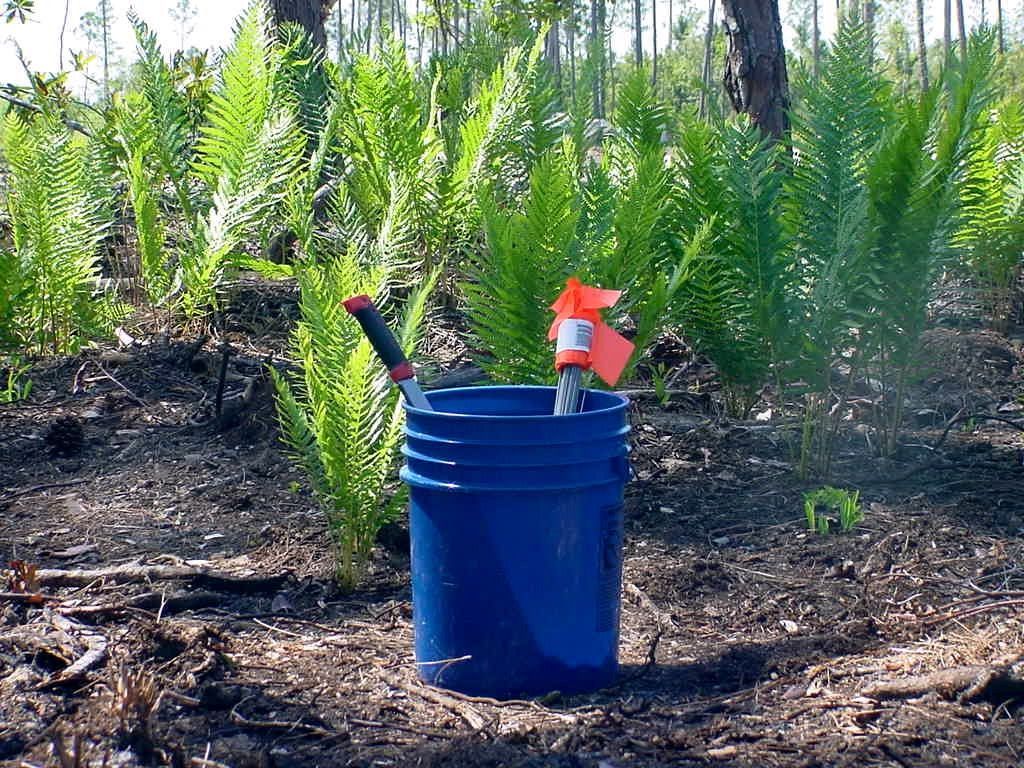 Pale In Forest - New Smyrna Beach, FL - Palmer Biological Services, LLC