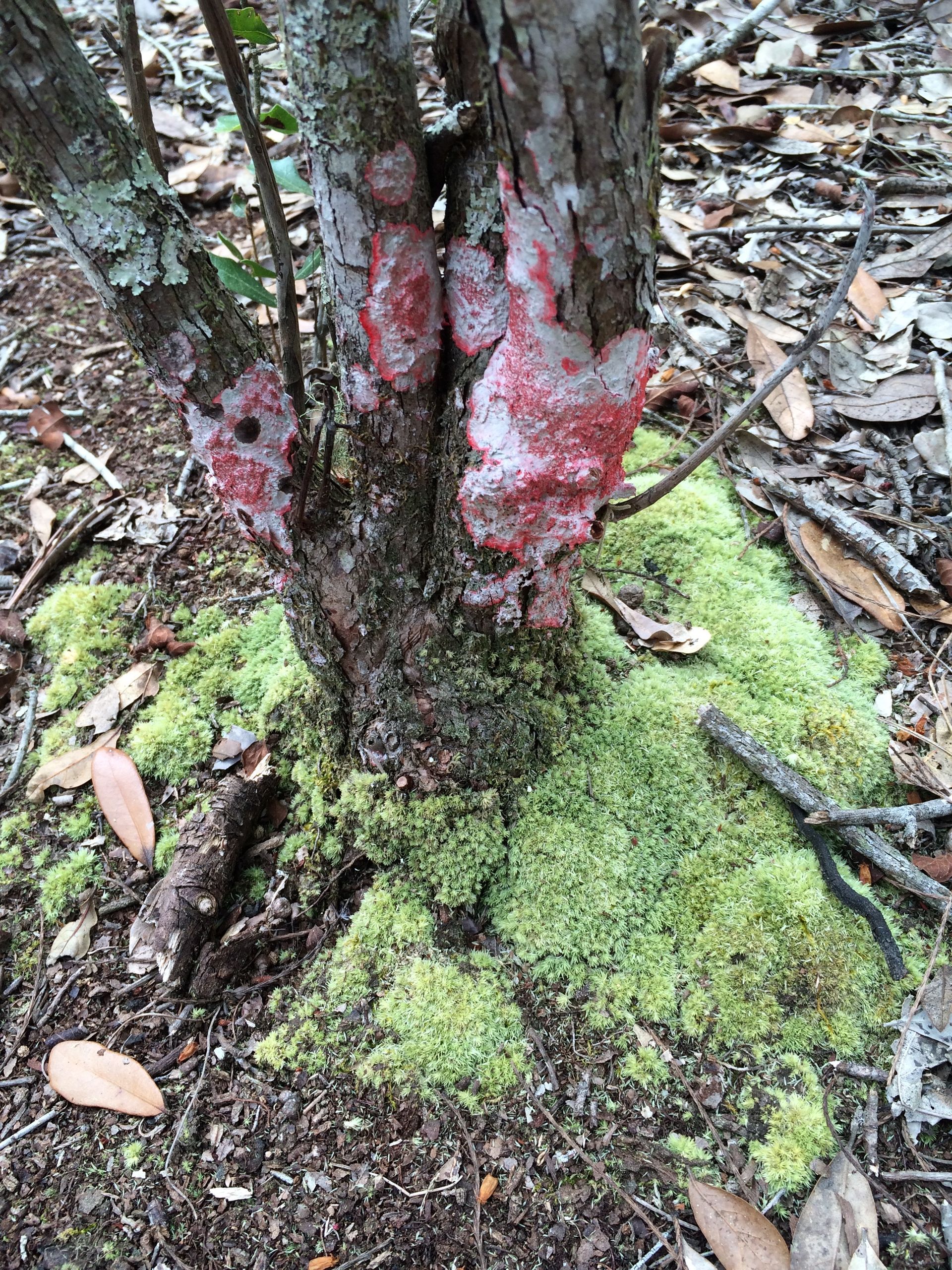 Tree With Moss - New Smyrna Beach, FL - Palmer Biological Services, LLC
