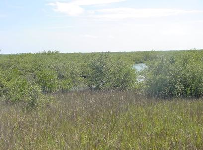 Grassland - New Smyrna Beach, FL - Palmer Biological Services, LLC