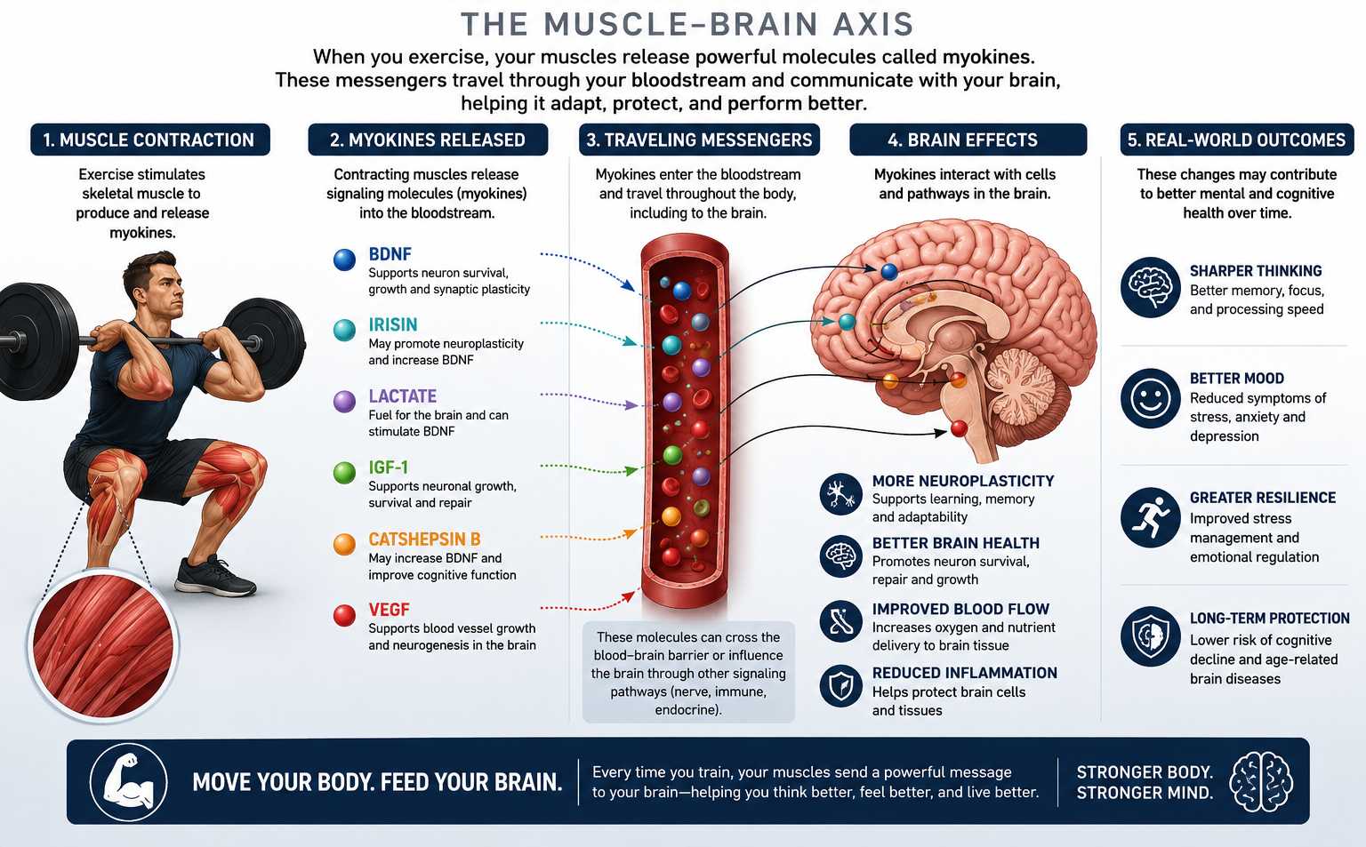 The muscle-brain axis diagram.  First, Muscle contraction. Second, myokines released. Third Traveling messengers. Fourth Brain effects. Fifth Real-world outcomes.