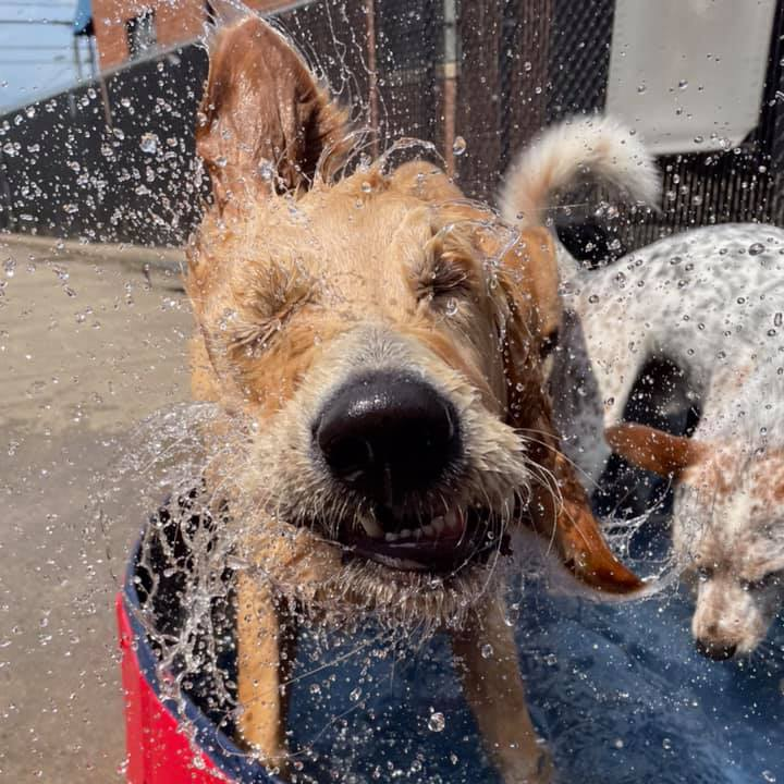 Carolina Doggie Playland