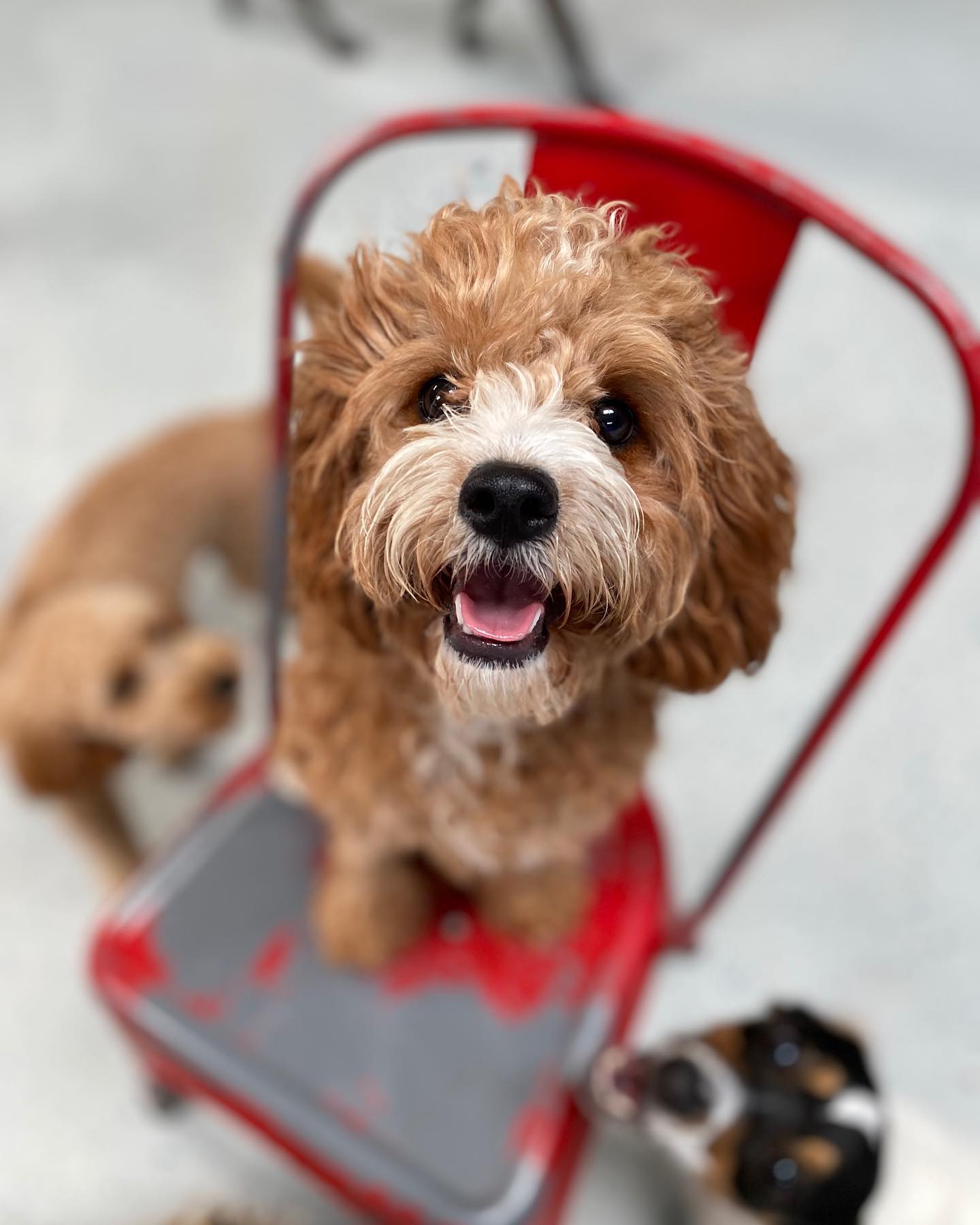 Dog Suites