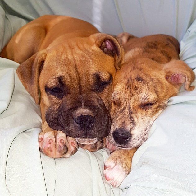 Overnight Dog Boarding