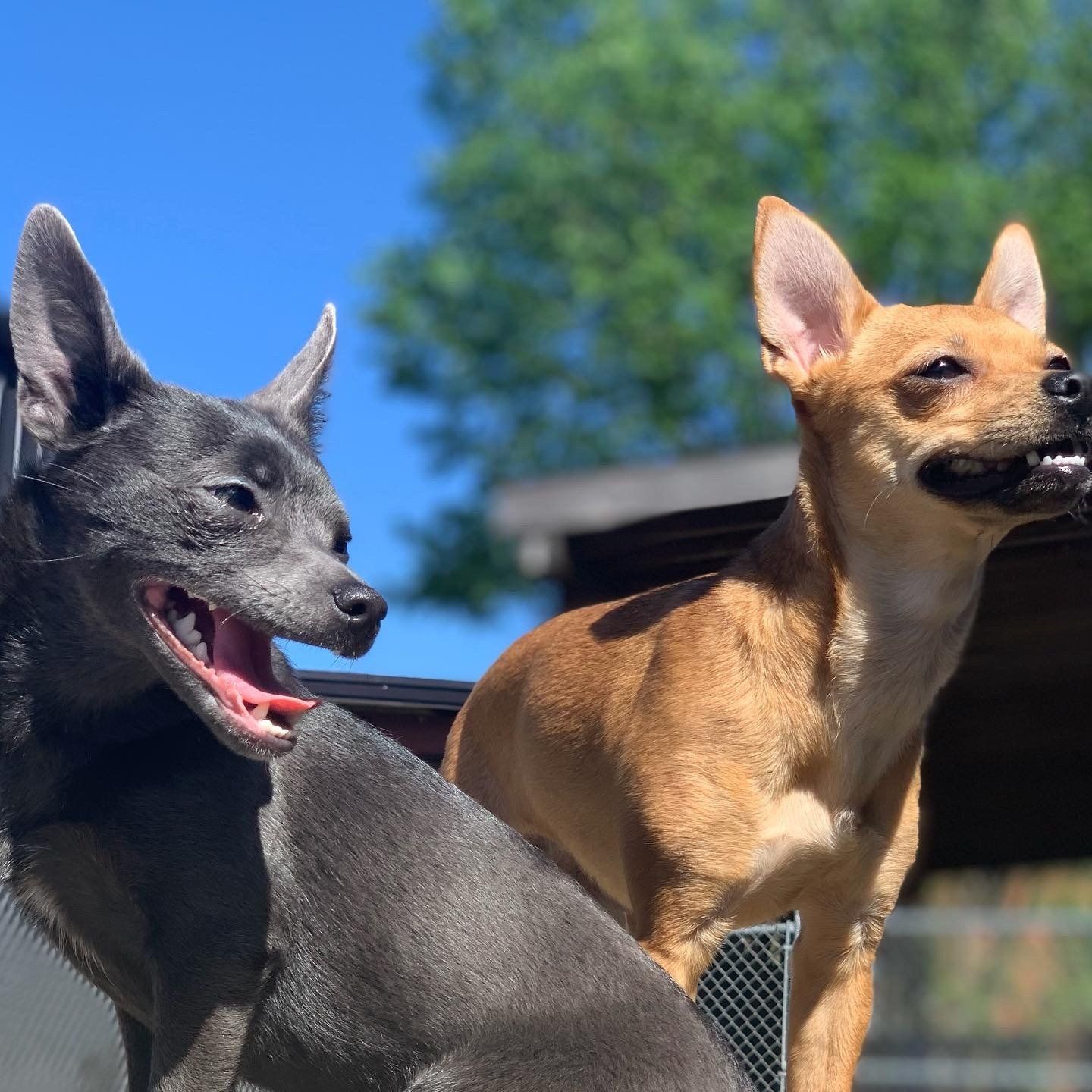 Cute Doggies