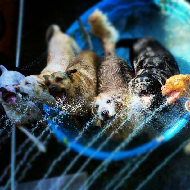 Doggie Daycare
